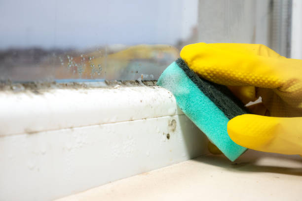 Best Attic Mold Removal  in Ranlo, NC